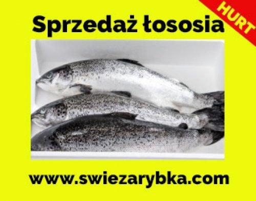 Sprzedaż łososia polskiego hurt